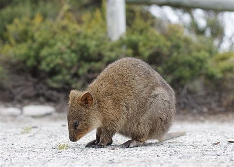 Quokka - Wikipedia