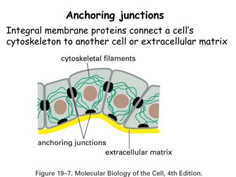 PPT - Chapter 19: Cell junctions and the extracellular matrix PowerPoint Presentation - ID:3593560