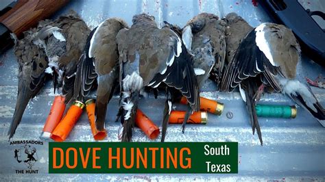 Dove Hunting (South Texas) - YouTube