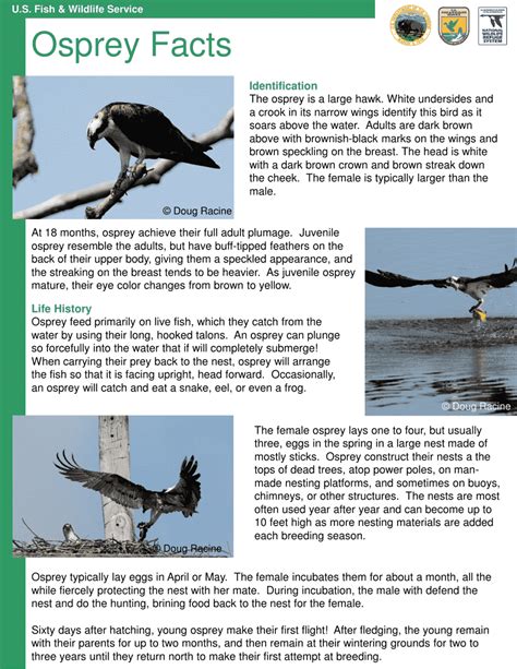 Osprey Facts - Fill Out, Sign Online and Download PDF | Templateroller