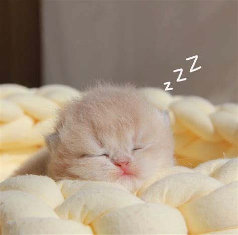 Cute Sleeping Kitten