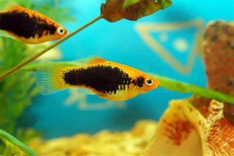 Platy Fish Care Guide - Diet, Breeding & More » Petsoid