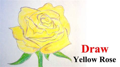 Yellow Rose Drawing Easy - Yellow Rose Sharon Drawing Drawings 3rd ...