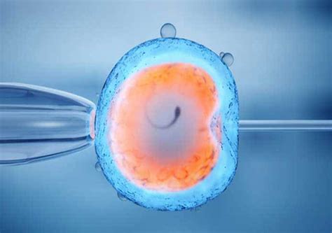 Blastocyst/Embryo Transfer Process | Anant IVF Centre