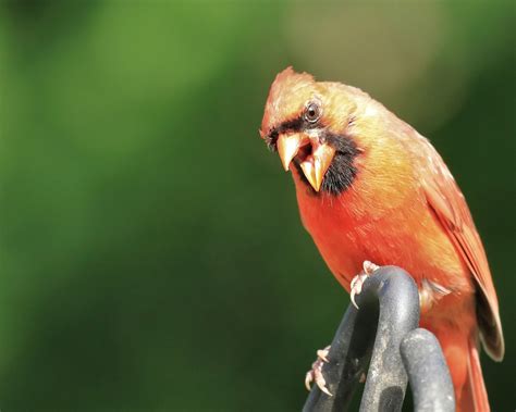 Male Northern Cardinal Free Photo Download | FreeImages