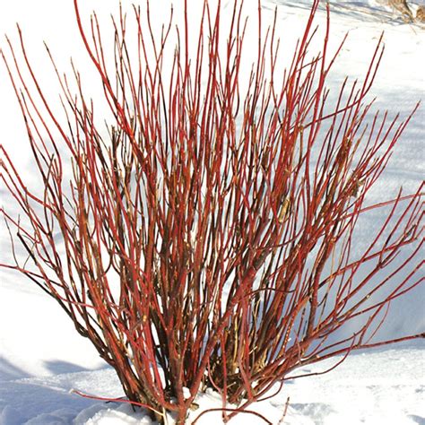 Arctic Fire™ Red Twig Dogwood | NWA Plants Inc