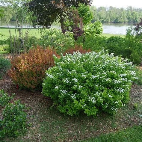 Glow Girl® Birchleaf Spirea | Shrubs | Great Garden Plants | Spirea shrub, Spirea, Plants