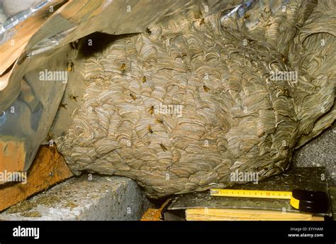 Vespula germanica nest hi-res stock photography and images - Alamy