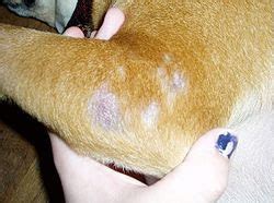 Pet Problems: Skin Disease (Canine Seborrhea) | Dogs