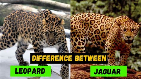 What are the Difference Between a Jaguar and a Leopard - Comparison and Hidden Facts - YouTube