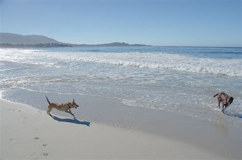 Carmel-by-the-Sea: The Best Dog Friendly Beach in California | Ever In Transit