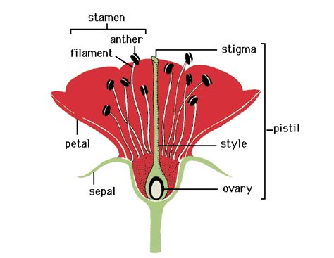 Image - Pistil.gif | Analytical Wiki | Fandom powered by Wikia