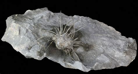 Insane Devonian Spiny Brachiopod (aff. Echinaurus) Fossil (#40348) For ...