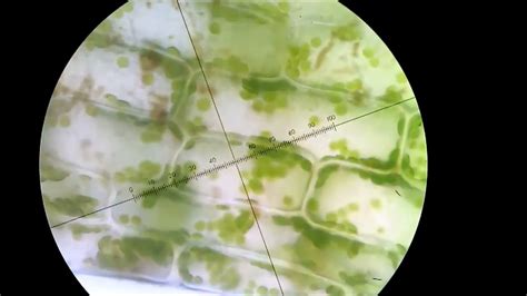 Chloroplasts moving around in the cells of an Elodea leaf - YouTube