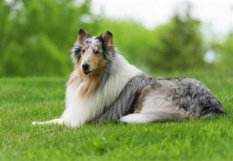 Blue Merle Rough Collie Photograph by Lee Feldstein | Pixels