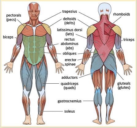 08 Major Muscle Groups Diagram | Quizlet