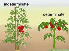 How to Prune Tomatoes | Tomato pruning, Cherry tomato plant, Tomato garden