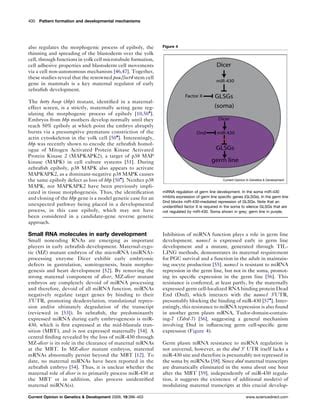 Early zebrafish development itis in | PDF