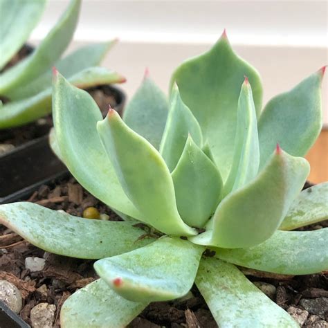 Echeveria Alpine Rose – Succulents Australia