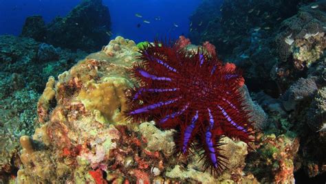 Crown-of-Thorns Starfish Facts, Habitat, Predators, Pictures