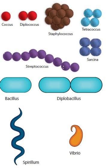 Draw neat and labelled diagrams?a) Different types of bacteria.