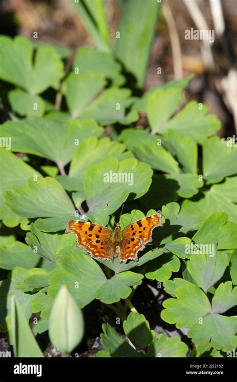 A Comma butterfly with open wings in the spring sunshine Stock Photo - Alamy