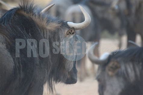 Blue wildebeest herd - Therina Groenewald - | Blue wildebeest, Wildebeest, Wildlife photography