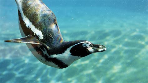 Penguins | Breed Rescue Protect | SEA LIFE London Aquarium