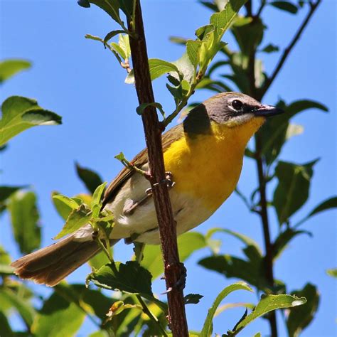 Yellow-breasted Chat | Department of Biology | CSUSB