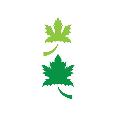 Maple leaf vector illustration 13095225 Vector Art at Vecteezy