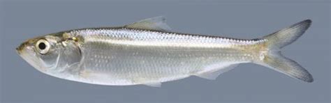 Skipjack Herring – Discover Fishes