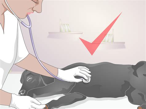 How to Take a Dog's Blood Pressure: Simple Methods