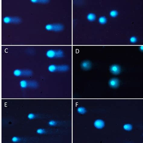 Representative photographs of DNA damage of DAPI... | Download Scientific Diagram