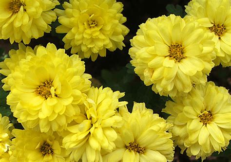 Yellow Mums (Chrysanthemums)