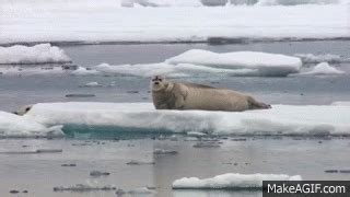 Hungry polar bear surprises a seal - The Hunt: Episode 2 Preview - BBC One on Make a GIF