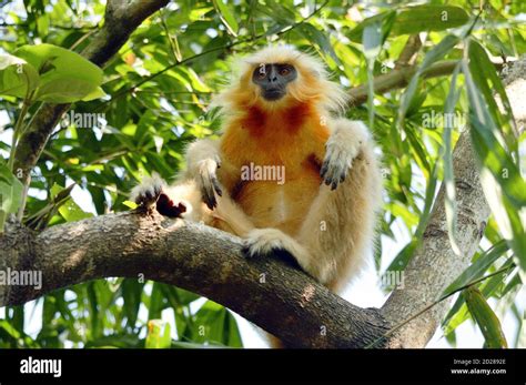 Golden langur monkey assam hi-res stock photography and images - Alamy