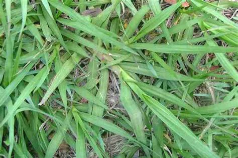 Paspalum notatum - Alchetron, The Free Social Encyclopedia