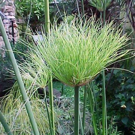 Cyperus papyrus