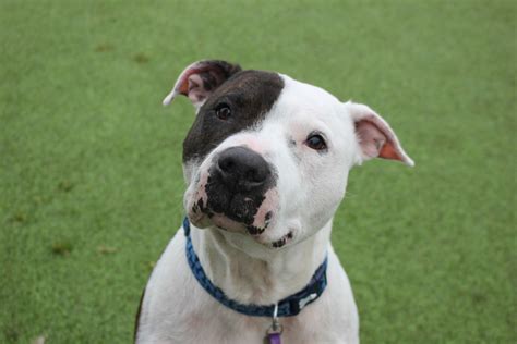 Zeebo – 9 year old male Staffordshire Bull Terrier cross American Bulldog dog for adoption