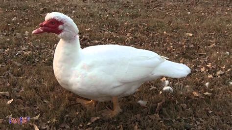 White Muscovy Duck - YouTube