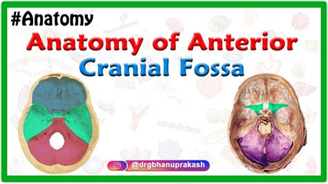 Anatomy of Anterior cranial Fossa - YouTube