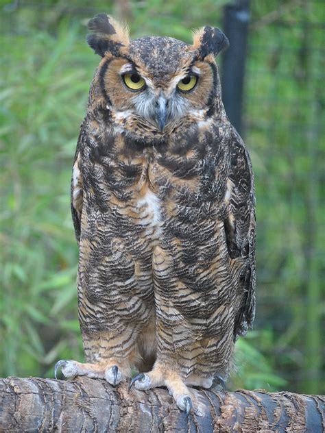 Great Horned Owl | Alexandria Zoo