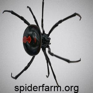 Spiders and their recognition and introduction of their venom ...