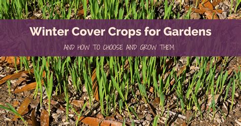 9 Winter Cover Crops for Gardens - My Edible Habitat