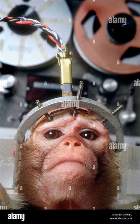 Monkey experiment hi-res stock photography and images - Alamy