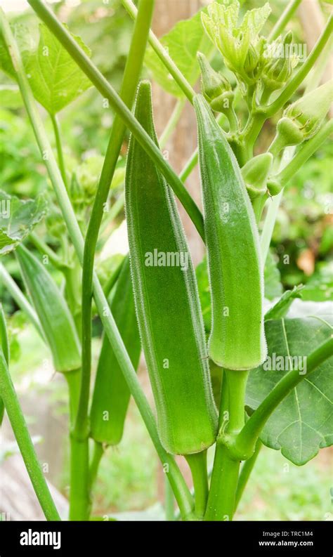 Okra Plant High Resolution Stock Photography and Images - Alamy