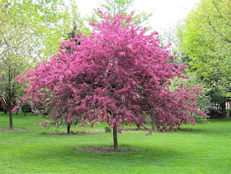 White Flowering Trees Colorado - May Flowering Trees - CREATIVE CAIN CABIN : This tree is a ...