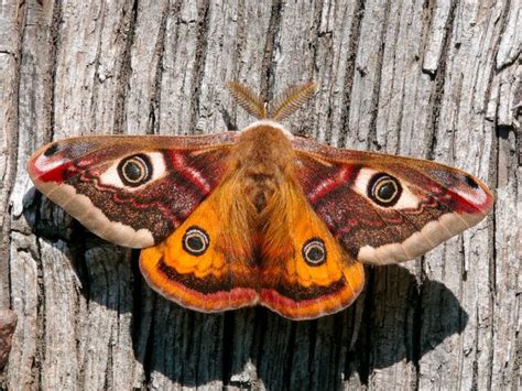 Moths of the season: Emperor Moth - BirdGuides