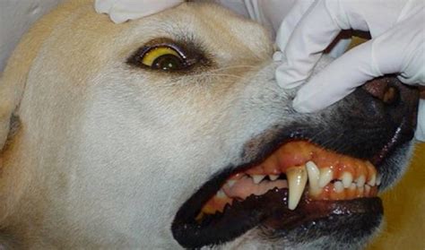 Image:Icterus, dog with leptospirosis-Merck Veterinary Manual