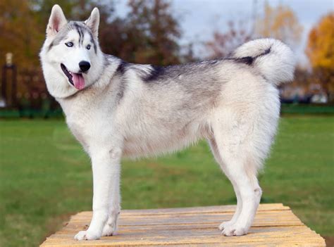 How Big Should A 10 Moold Female Husky Be